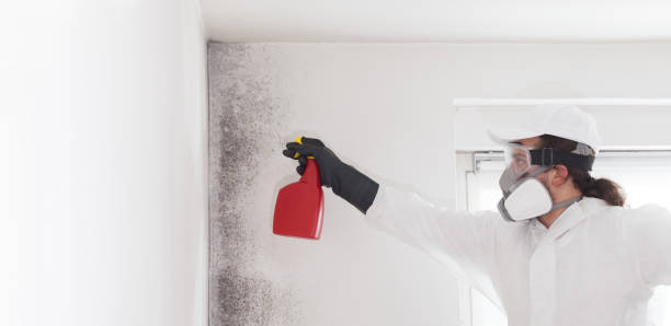 Best Bathroom Mold Remediation in Roseto, PA