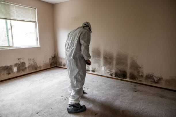 Best White Mold Remediation in Roseto, PA